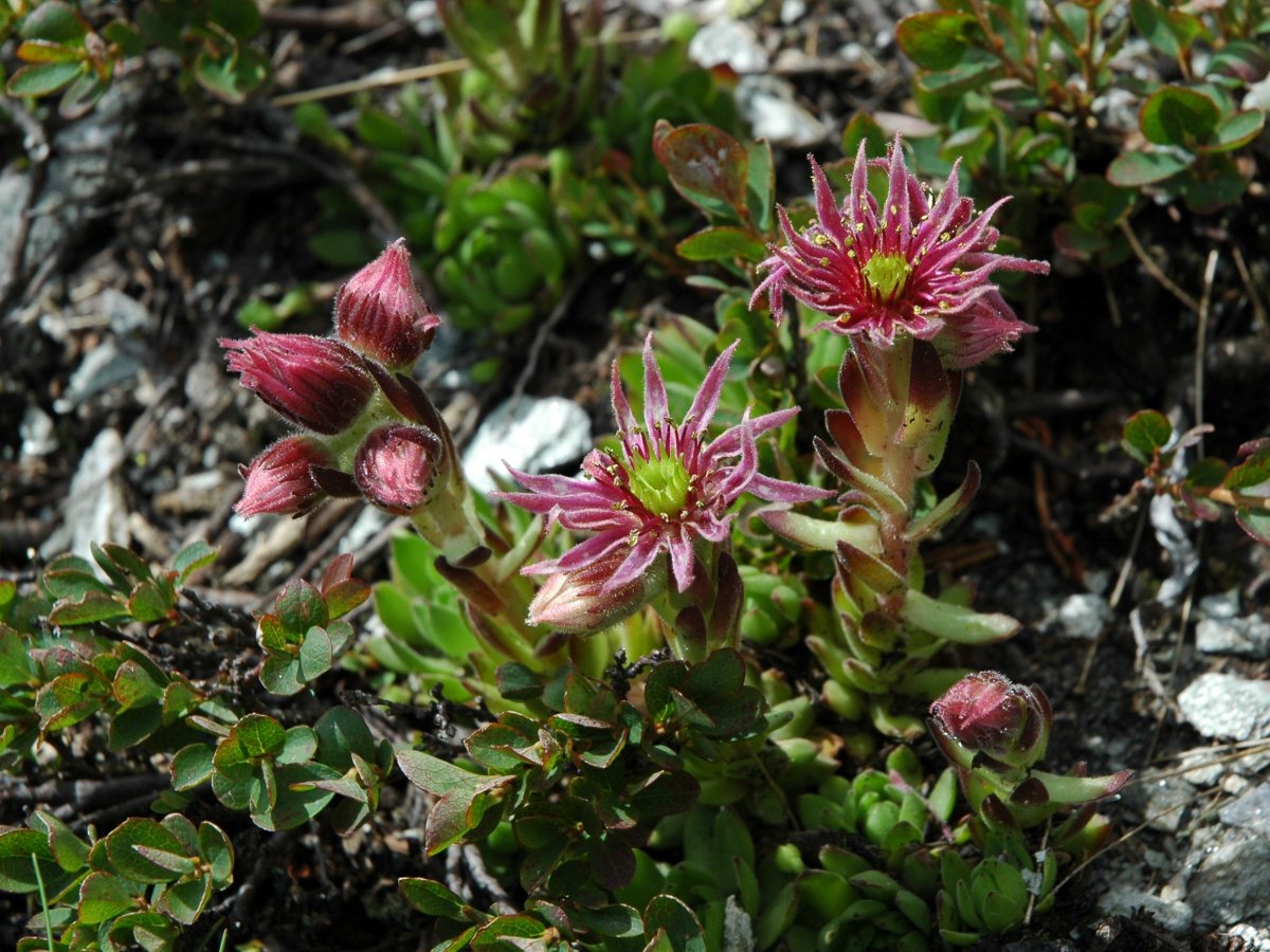 Sempervivum montanum / Semprevivo montano